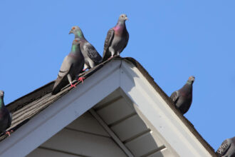 Pigeons sur le toit ou le balcon : comment protéger votre logement efficacement ?