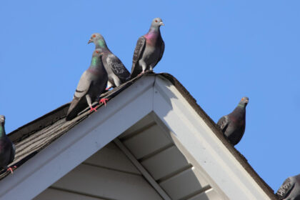 Pigeons sur le toit ou le balcon : comment protéger votre logement efficacement ?