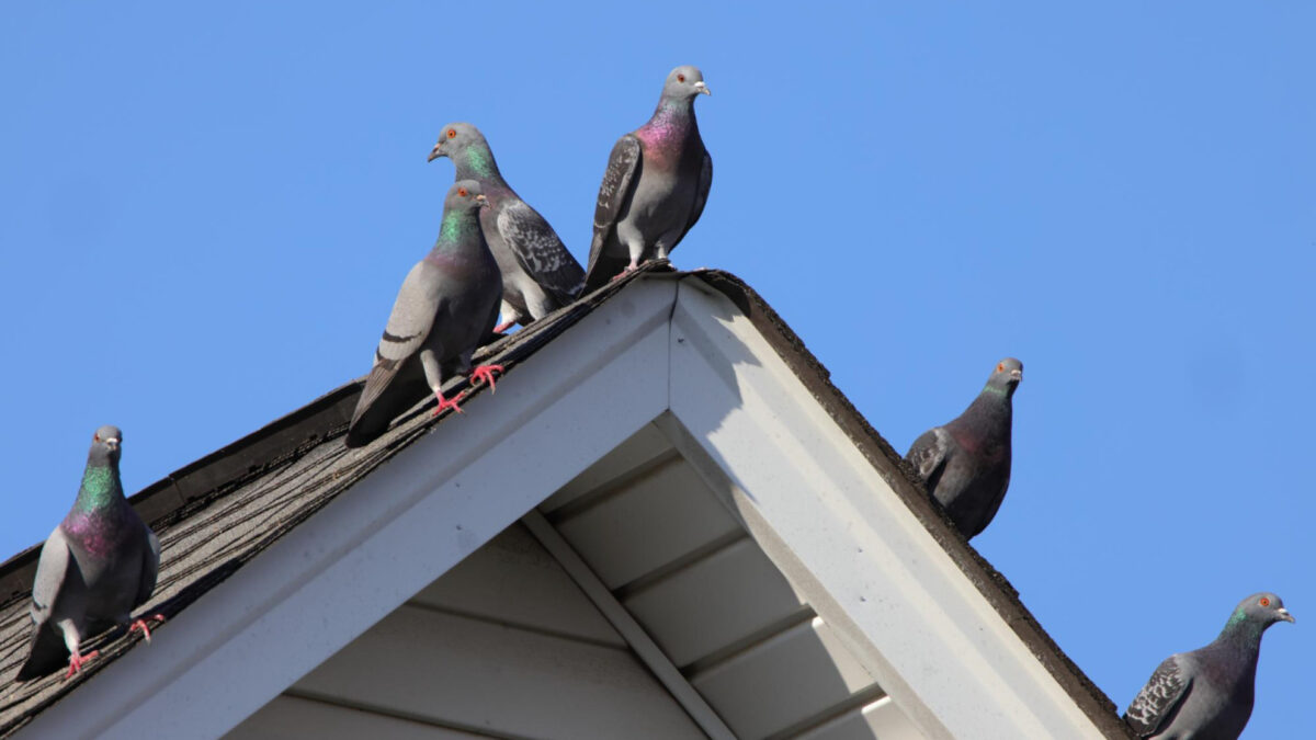 Pigeons sur le toit ou le balcon : comment protéger votre logement efficacement ?